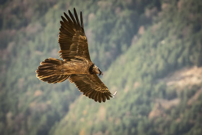 Low angle view of eagle flying against mountain