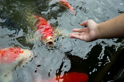 Feed the japan koi or fancy 