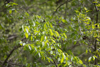 Close-up of fresh green leaves