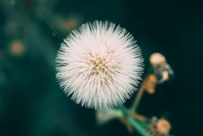 Close-up of dandelion against blurred background