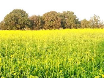 Scenic view of field against yellow sky