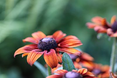 Close-up of orange flower