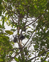 Low angle view of bird perching on tree