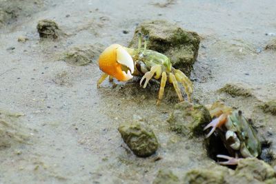 Close-up of crab on sand