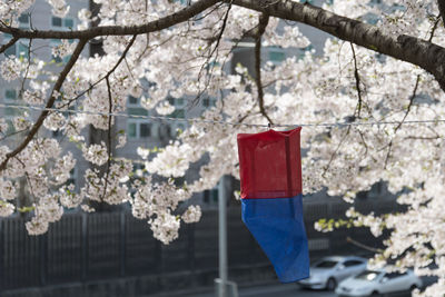 Blue and red lantern hanging from cable against cherry blossom tree
