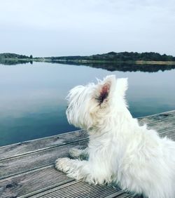 White dog looking at lake