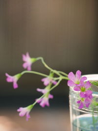 Close-up of pink flowering plant