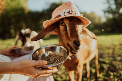Funny close-up portrait of a goat in a hat while feeding oats