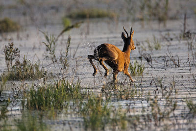 Roe deer crossing the shallow marsh