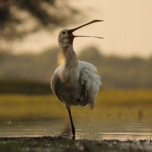 Close-up of gray heron perching on water