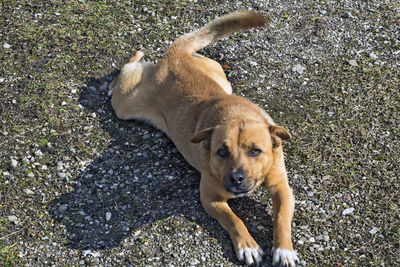 High angle view of dog on field