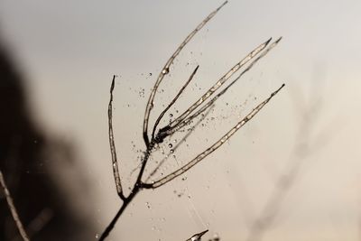 Close-up of water drops on stem