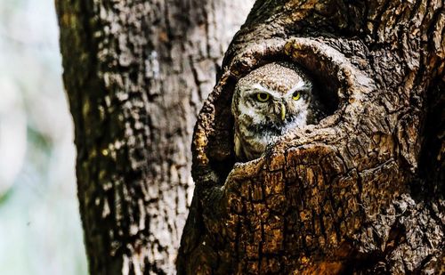 Curious owl hiding in tree hollow