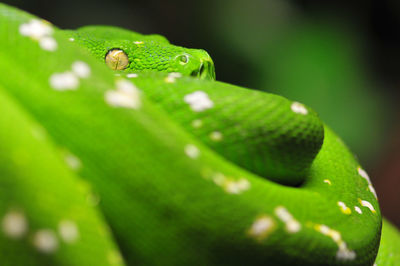 Close-up of snake