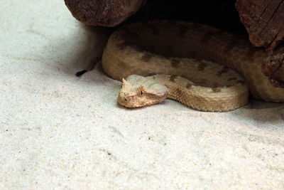 High angle view of snake