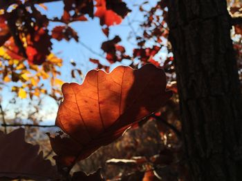 Close-up of leaves on tree trunk