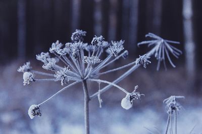 Close-up of frozen plant