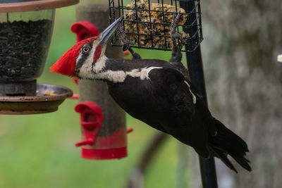 Close-up of bird perching on feeder