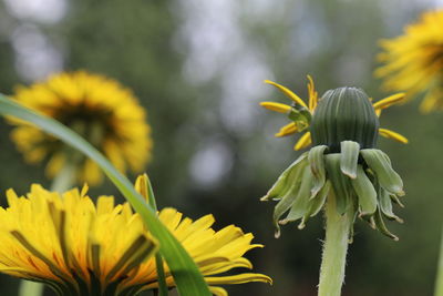 Close-up of yellow flowering plant