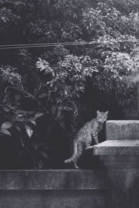 Cat sitting outdoors