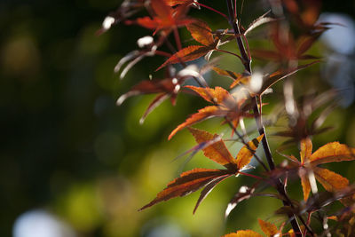 Close-up of tree branch during autumn