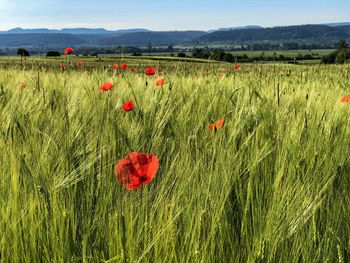 Red poppy flowers growing on field