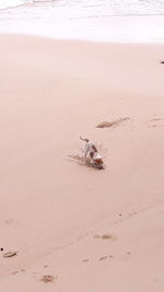 High angle view of crab on sand at beach