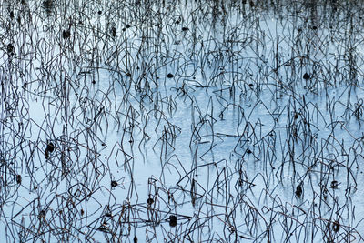 Close-up of bare tree branches during winter