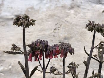 Close-up of wilted flower plant