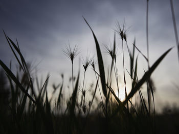 Close-up of stalks in field against sky