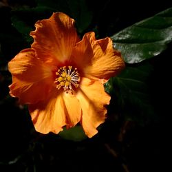 Close-up of hibiscus blooming outdoors