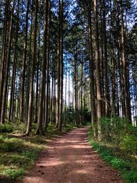 Pine trees in forest