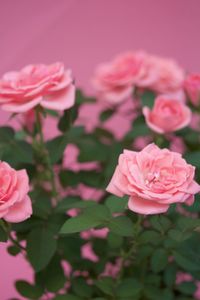 Close-up of pink roses blooming outdoors