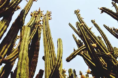 Low angle view of tall grass against clear sky