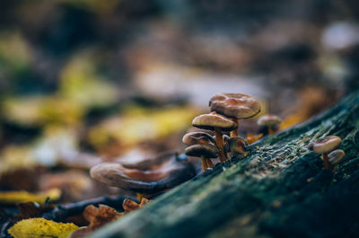 Close-up of mushroom growing outdoors