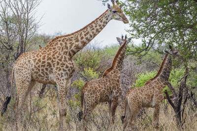 Side view of giraffes standing by tree against sky