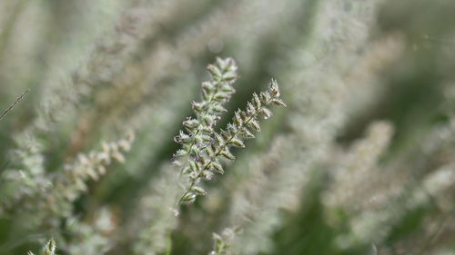 Close-up of flowering plant
