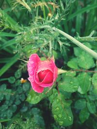 Close-up of pink rose