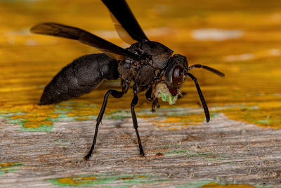 Close-up of insect