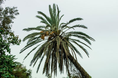 Low angle view of palm tree against clear sky