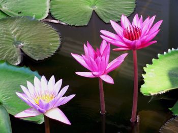 Close-up of lotus water lily in pond