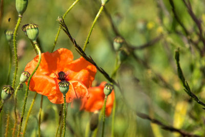 Close-up of orange flowering plant