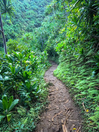 Footpath amidst plants and trees in forest