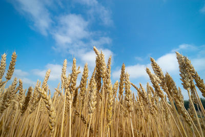 Low angle view of stalks in field against blue sky