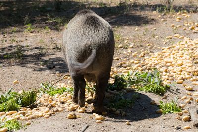 Sheep standing in a field