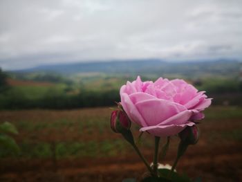 Close-up of pink rose in field