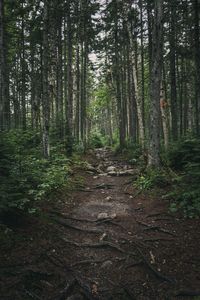 Dirt road amidst trees in forest