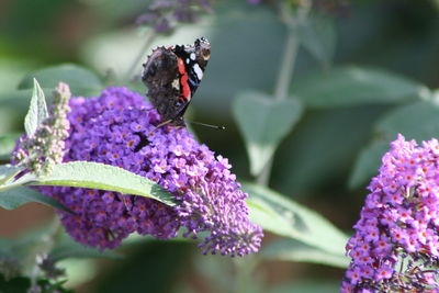 Close-up of butterfly pollinating on buddleia flowers