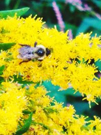 Close-up of honey bee pollinating on yellow flower