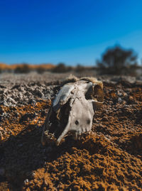 Goat skull in the middle of the desert